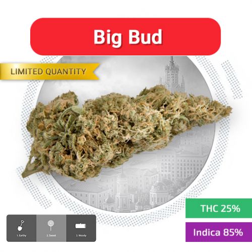 Big Bud