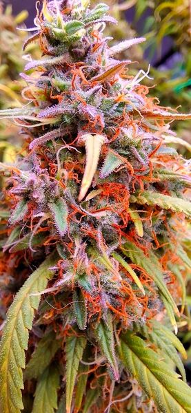 🪷Lord Kush🪷