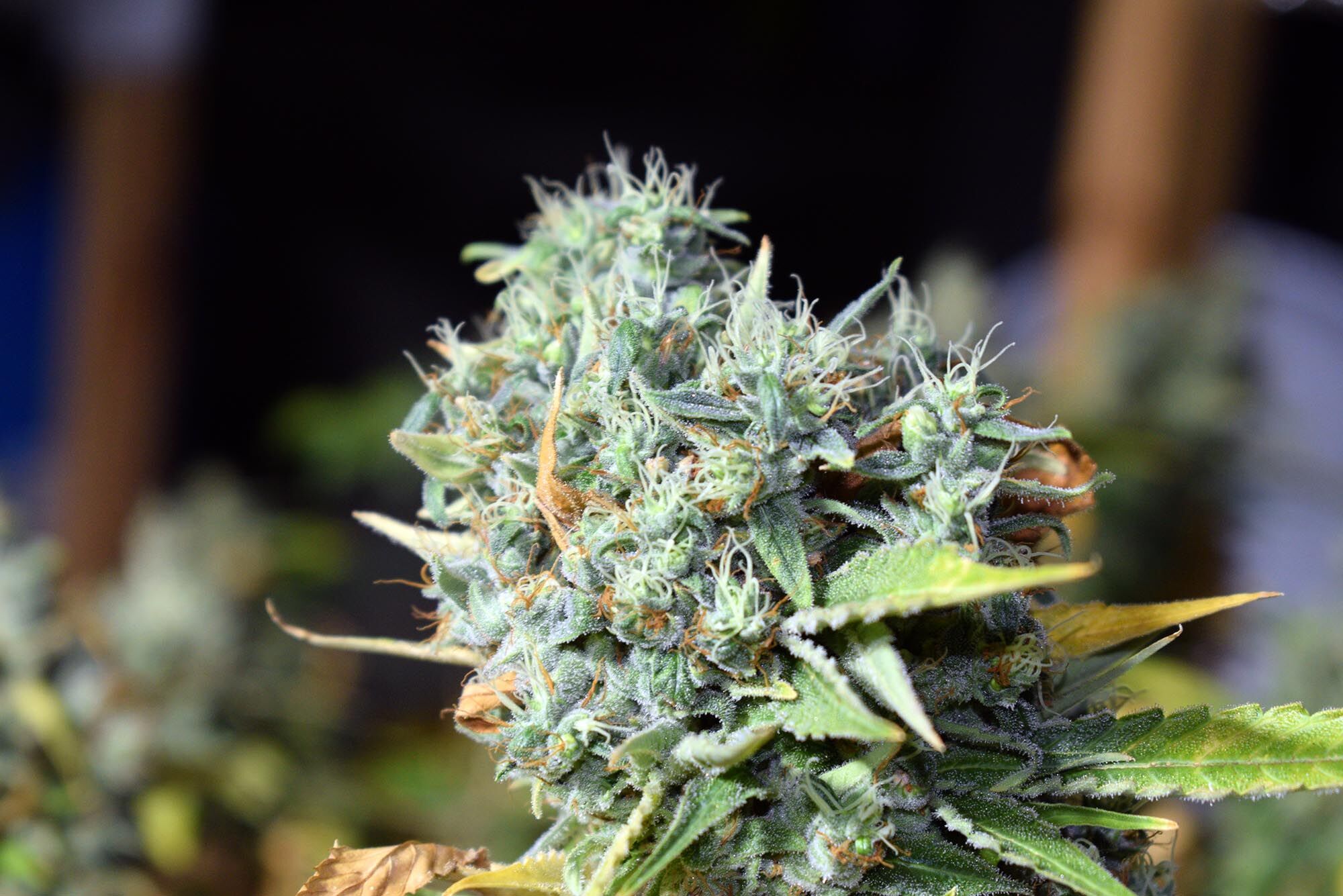 Critical Jack Herer